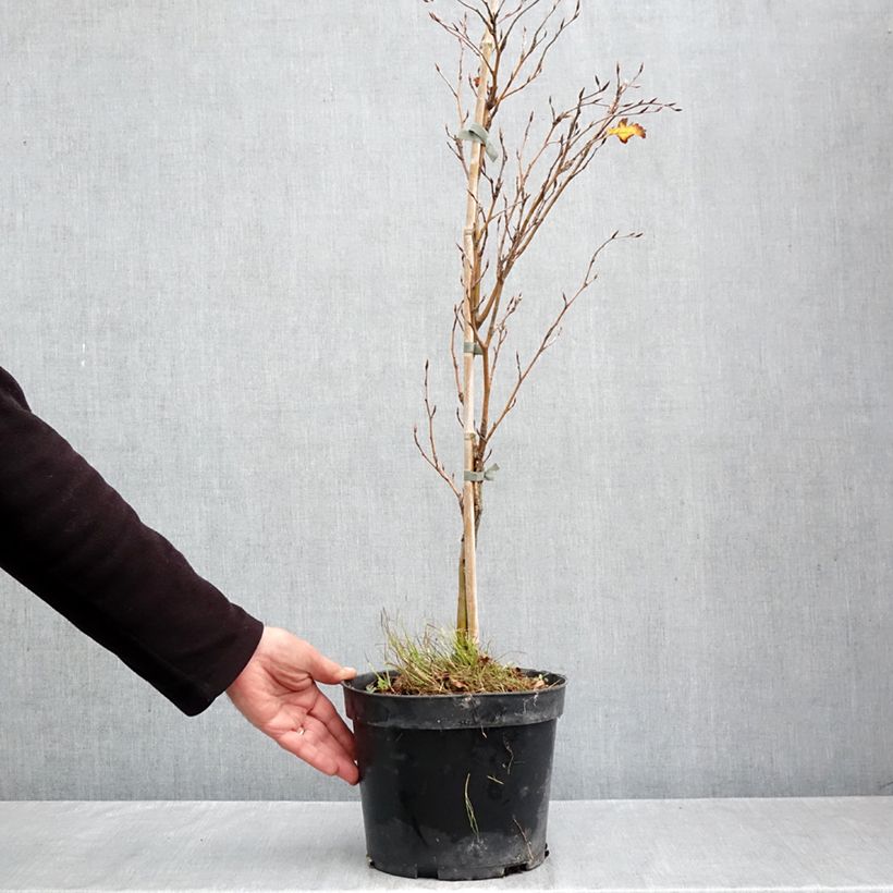 Exemplar von Rotbuche Interrupta - Fagus sylvatica Topf mit 4L/5L wie im Herbst geliefert