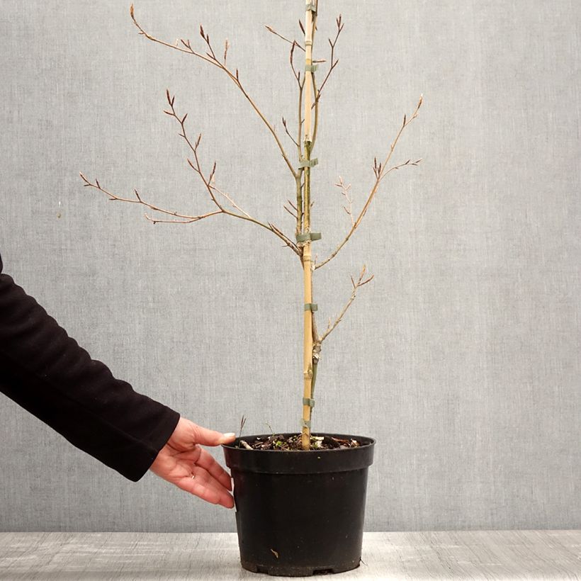 Example of Rotbuche Marmor Star - Fagus sylvatica Topf mit 4L/5L as you get in printemps