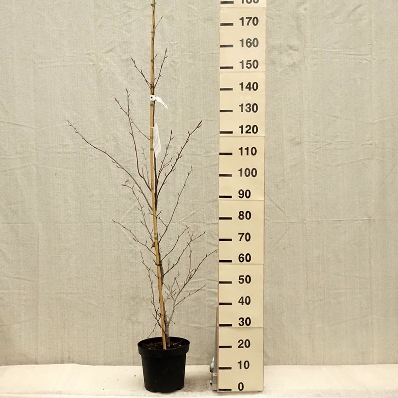 Exemplar von Rotbuche Midnight Feather - Fagus sylvatica Topf mit 4L/5L wie im Frühjahr geliefert