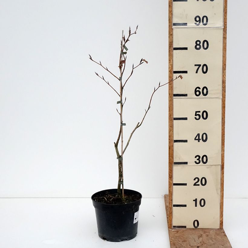 Exemplar von Rotbuche Rohan Gold - Fagus sylvatica Topf mit 4L/5L wie im Winter geliefert