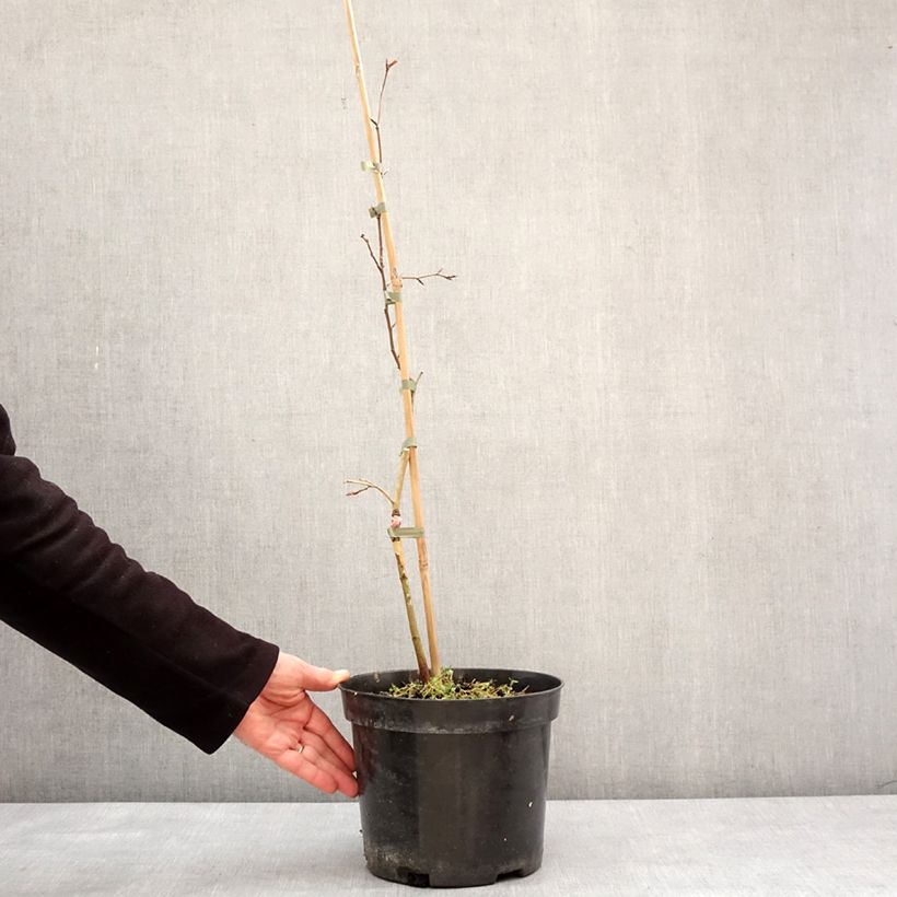 Exemplar von Rotbuche Rohan Green Weeping - Fagus sylvatica Topf mit 4L/5L, Stamm wie im Winter geliefert