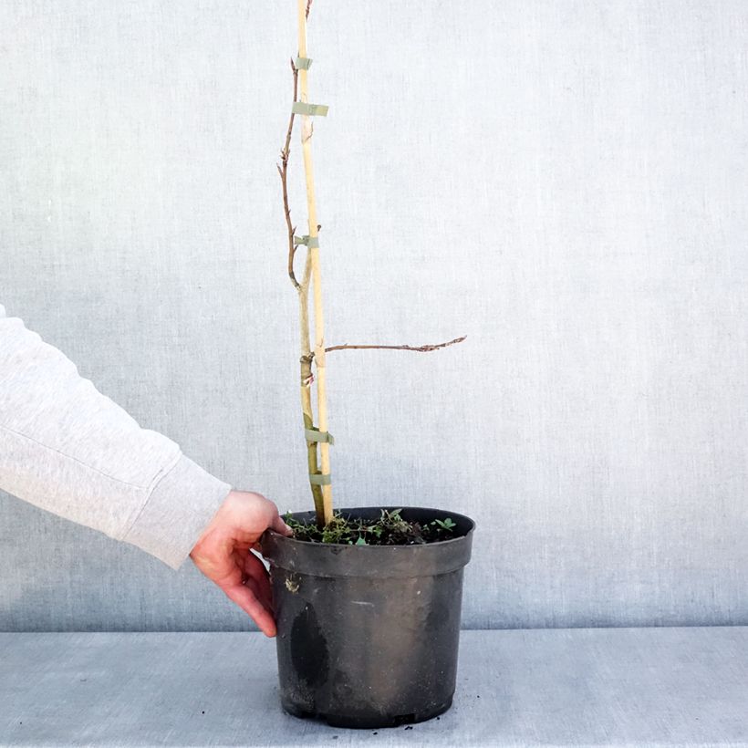 Example of Rotbuche Rohan Green Weeping - Fagus sylvatica Topf mit 4L/5L, Stamm as you get in printemps