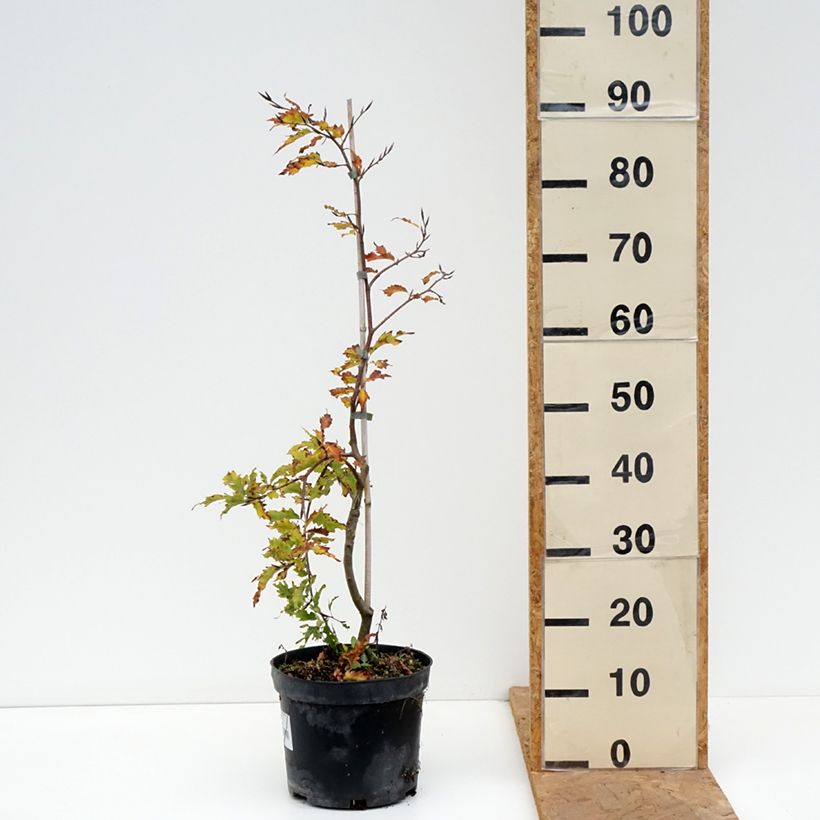 Exemplar von Rotbuche Rohan Green Weeping - Fagus sylvatica Topf mit 4L/5L, Stamm wie im Herbst geliefert