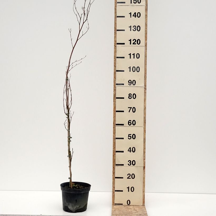 Exemplar von Fagus sylvatica Rohan Minaret - Hêtre pourpre colonnaire Pot de 4L/5L wie im Winter geliefert