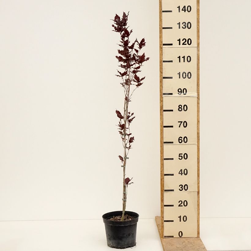 Example of Rotbuche Rohan Minaret - Fagus sylvatica Topf mit 4L/5L as you get in printemps