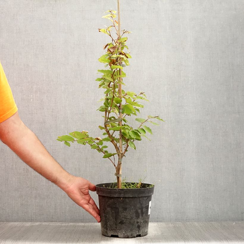 Exemplar von Rotbuche Rolf Marquardt - Fagus sylvatica Topf mit 4L/5L wie im Sommer geliefert