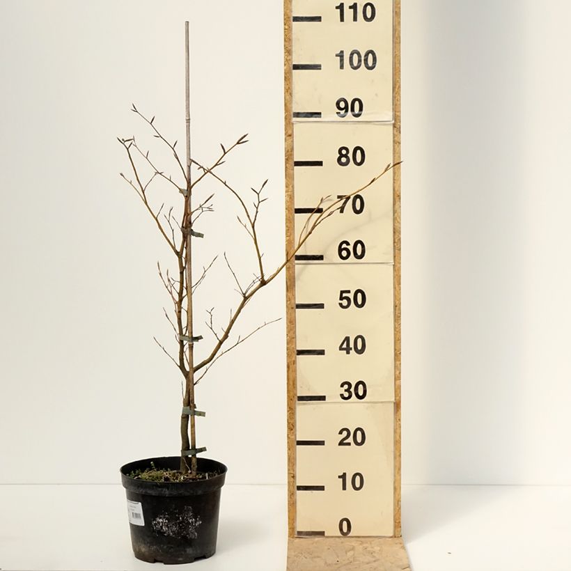 Example of Rotbuche Rolf Marquardt - Fagus sylvatica Topf mit 4L/5L as you get in printemps