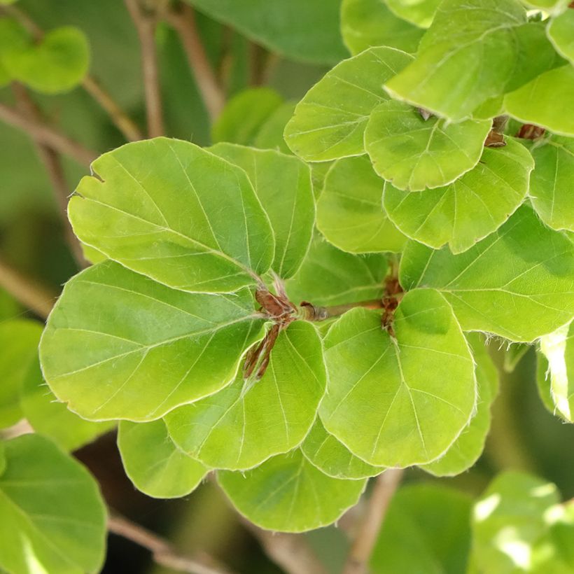 Rotbuche Rotundifolia - Fagus sylvatica (Laub)