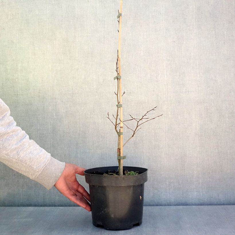 Example of Rotbuche Skrzat - Fagus sylvatica Topf mit 4L/5L as you get in printemps