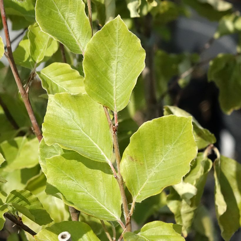 Fagus sylvatica Viridivariegata - Hêtre commun panaché de vert (Laub)