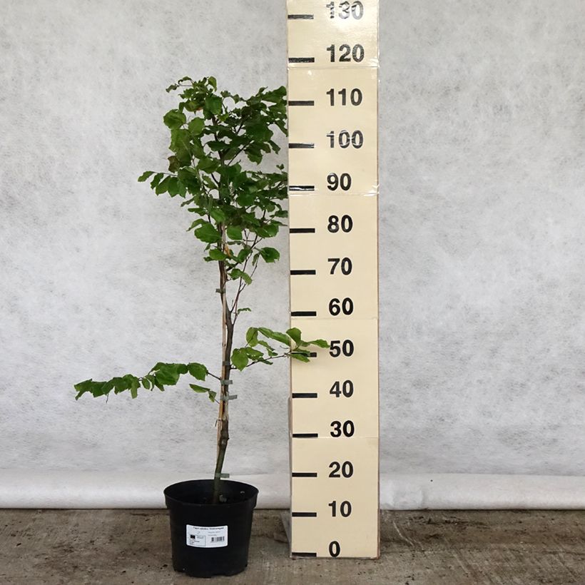 Exemplar von Fagus sylvatica Viridivariegata - Hêtre commun panaché de vert Topf mit 4L/5L wie im Frühjahr geliefert