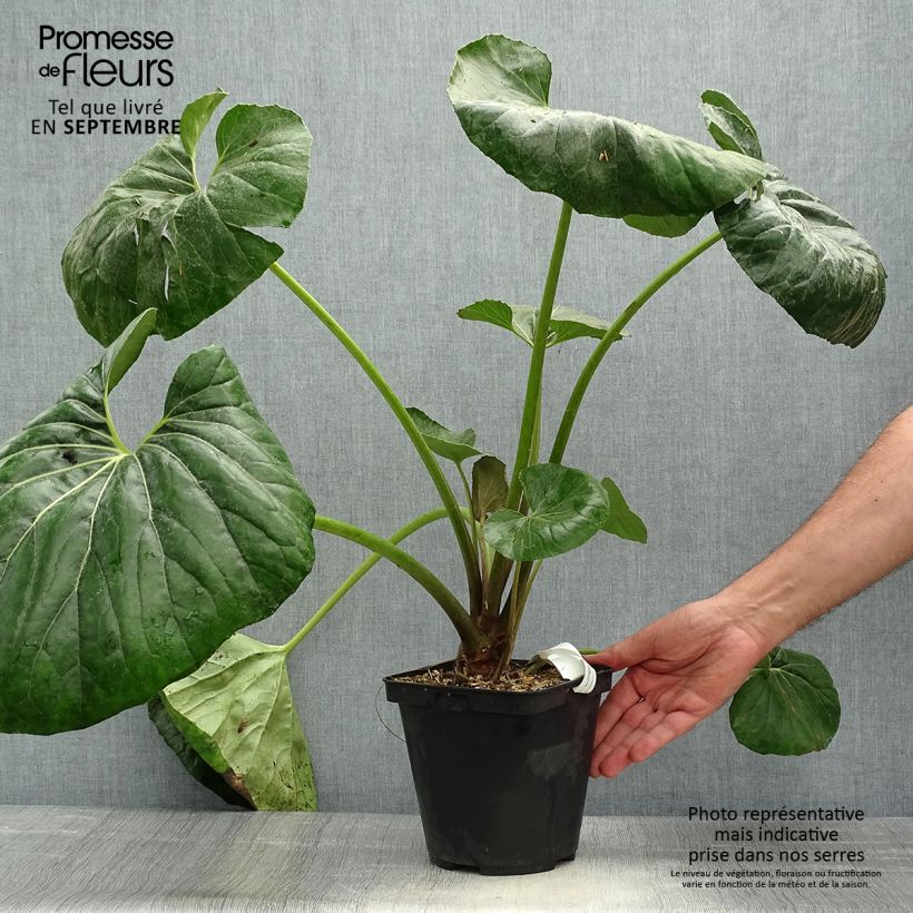 Exemplar von Farfugium japonicum Gigantea - Japanischer Scheingoldkolben Topf mit 3L/4L wie im Herbst geliefert