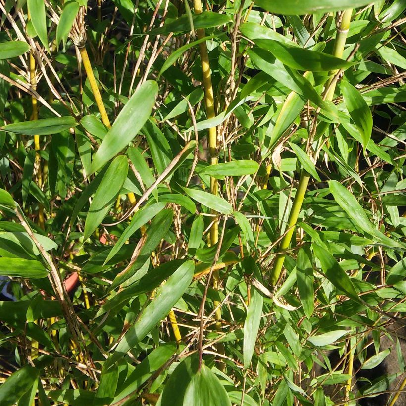 Fargesia denudata Lancaster 1 - Bambus (Foliage)