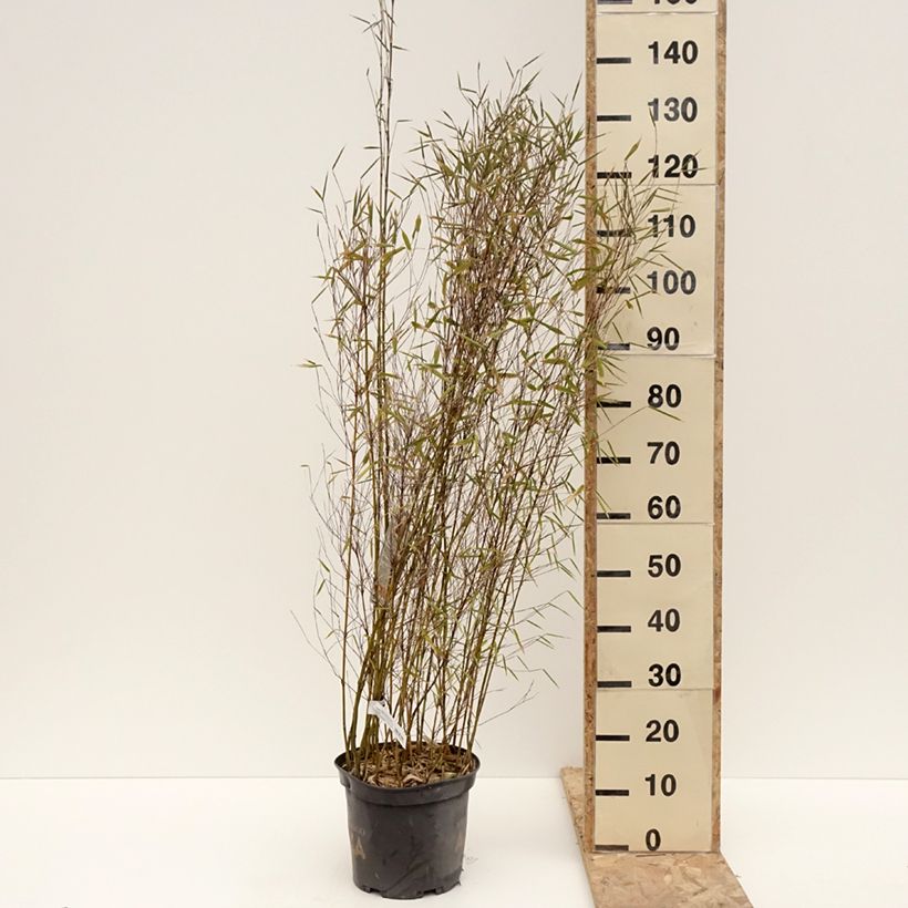 Exemplar von Fargesia Malachite Monkeys - Bambus Topf mit 7,5L/10L wie im Winter geliefert