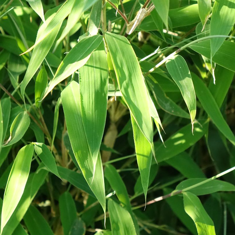 Fargesia murielae Ivory Ibis - Bambus (Laub)