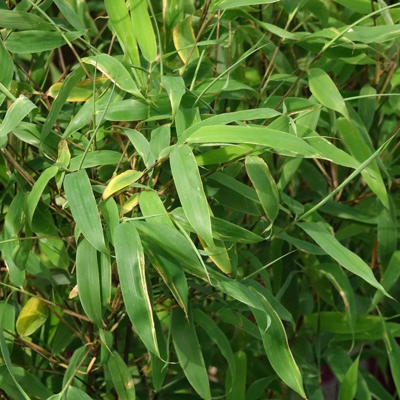 Fargesia murielae Violet Woods - Bambus (Laub)