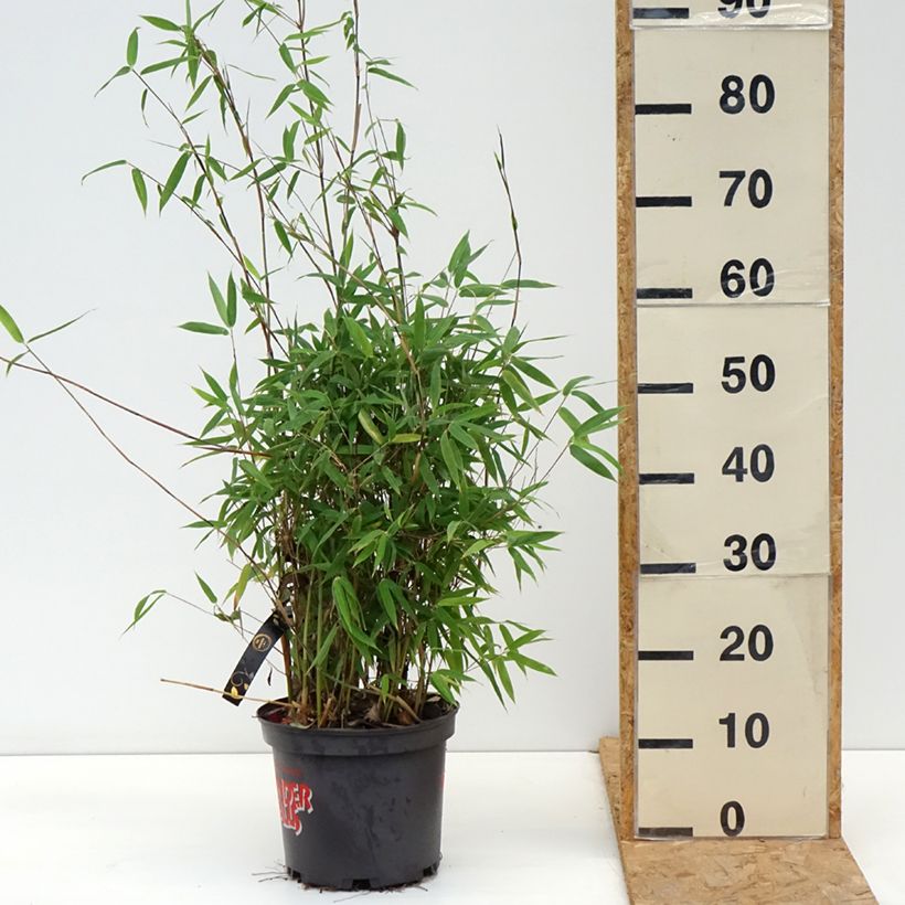 Exemplar von Fargesia murielae Violet Woods - Bambus Topf mit 4L/5L wie im Herbst geliefert