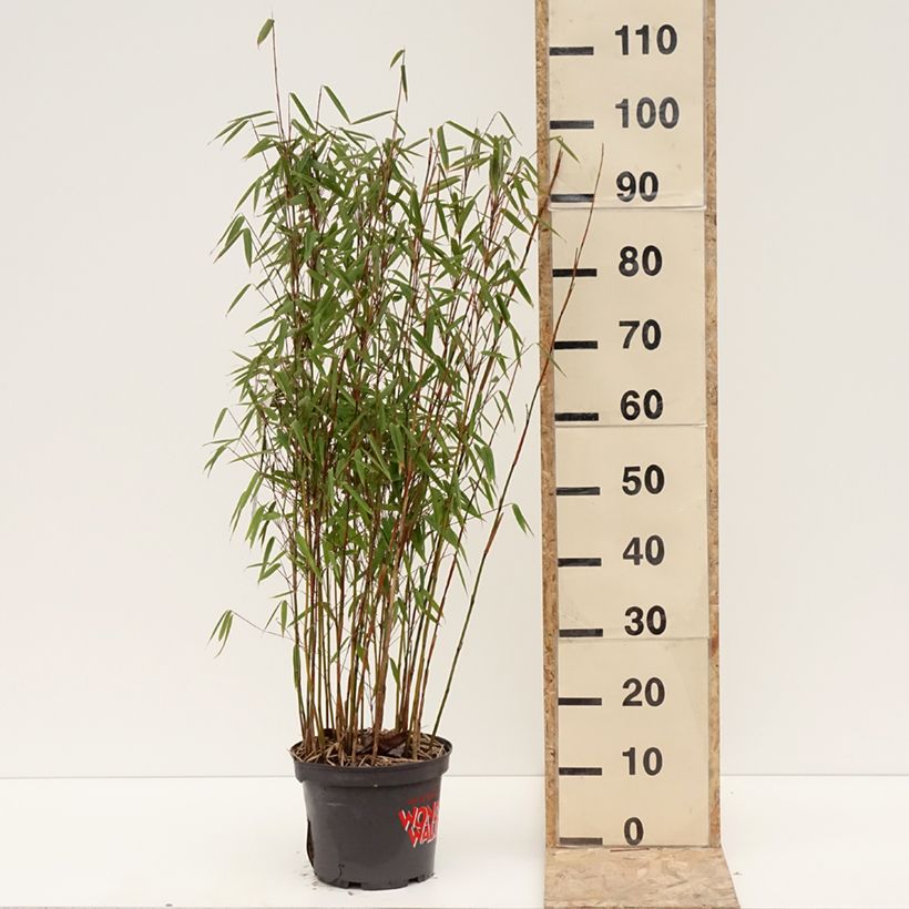 Exemplar von Fargesia murielae Violet Woods - Bambou non traçant Pot de 4L/5L wie im Winter geliefert