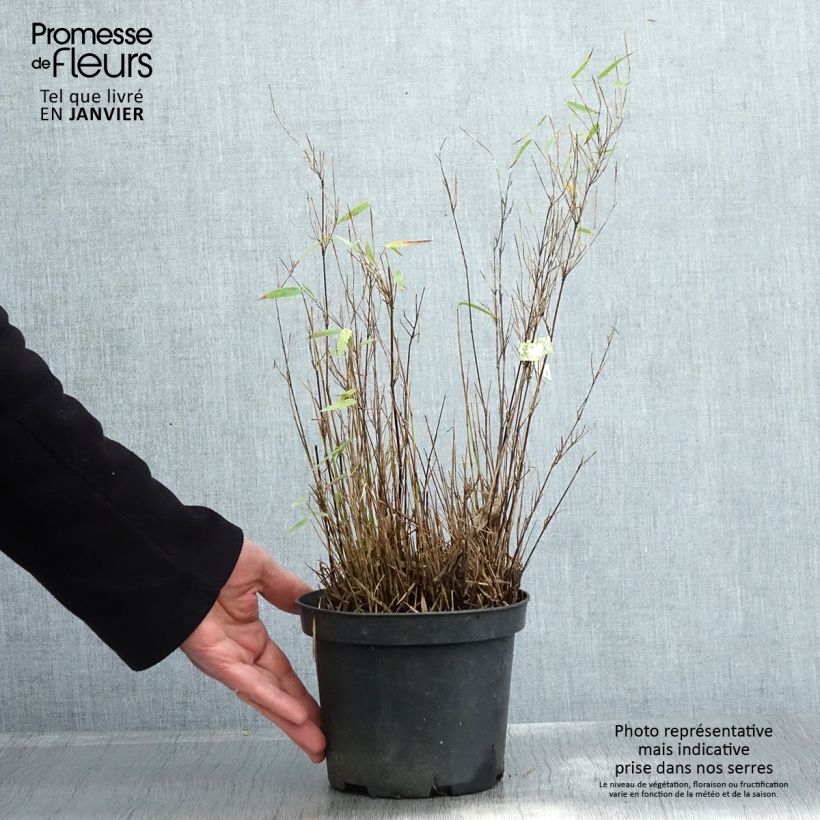 Exemplar von Fargesia nitida Red Dragon - Bambou non traçant Pot de 2L/3L wie im Winter geliefert