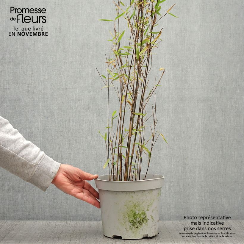 Exemplar von Fargesia nitida Trifina Black - Bambou non traçant Pot de 4L/5L wie im Herbst geliefert