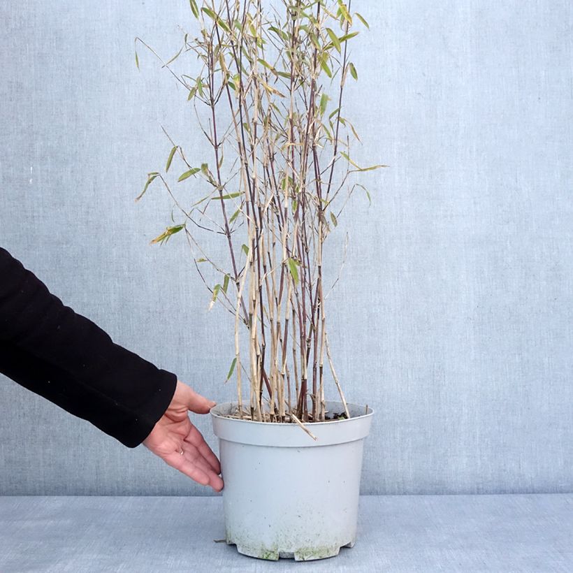 Example of Fargesia nitida Trifina Black - Bambus Topf mit 4L/5L as you get in hiver