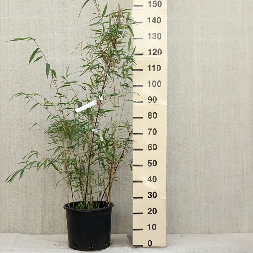 Exemplar von Fargesia papyrifera Blue Dragon - Bambou non traçant Pot de 7,5L/10L wie im Herbst geliefert