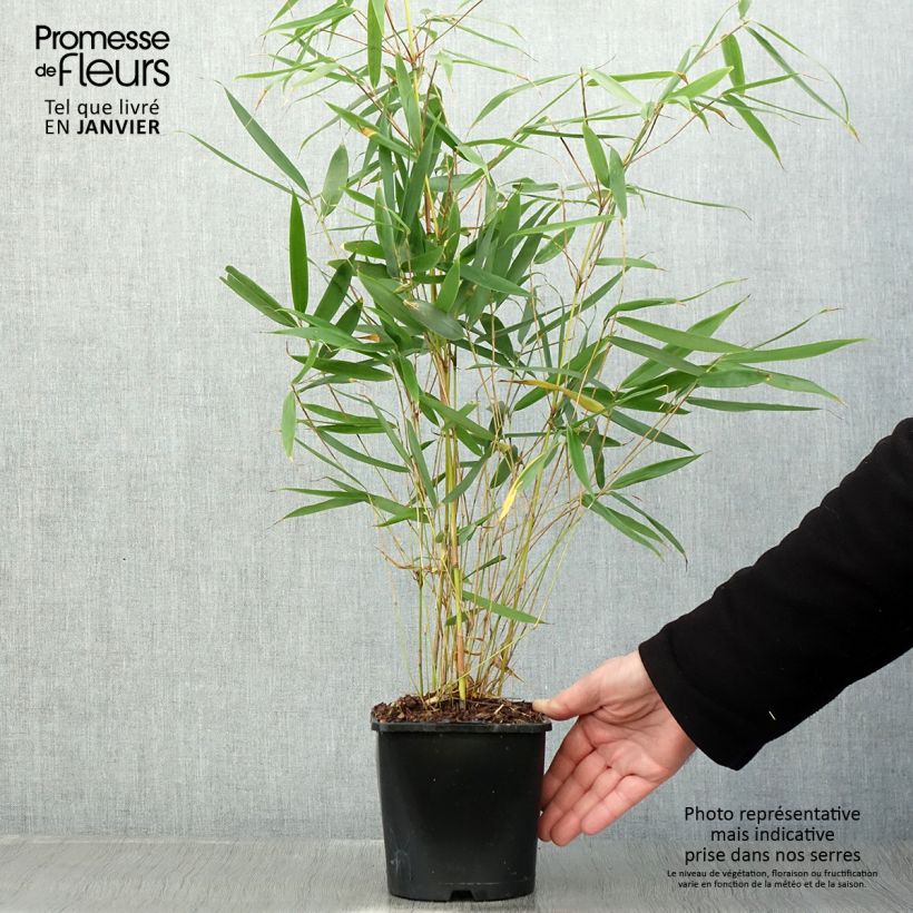Exemplar von Fargesia robusta Pingwu - Bambou non traçant Pot de 2L/3L wie im Winter geliefert