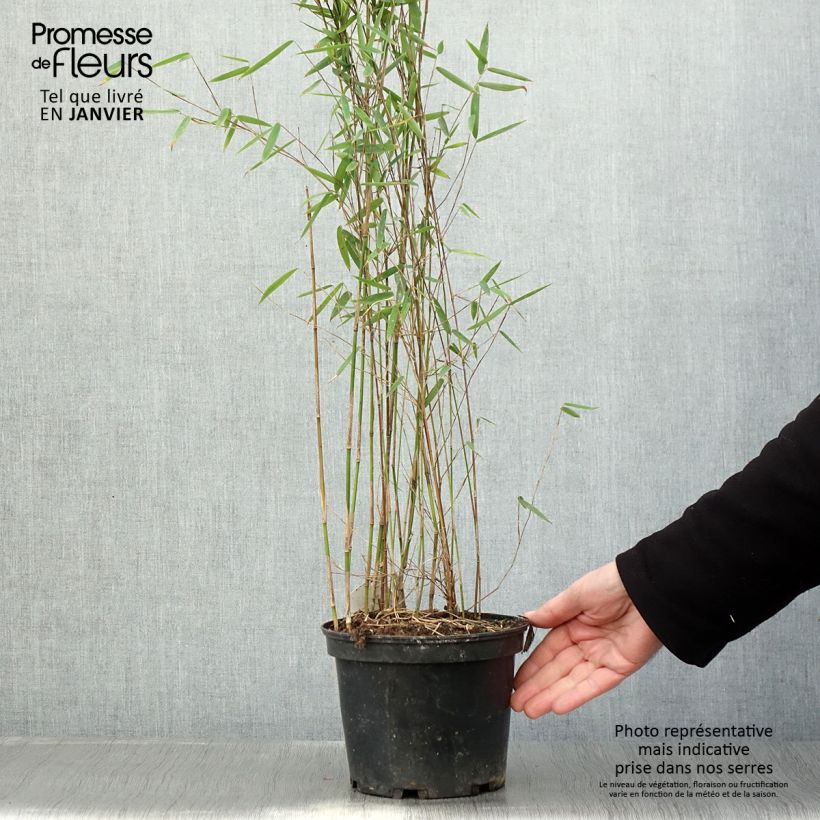 Example of Fargesia sp Jiuzhaigou Deep Purple - Bambus Topf mit 2L/3L as you get in hiver