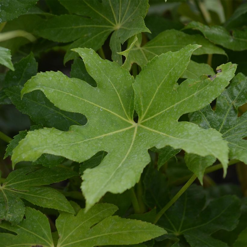 Fatsia japonica - Zimmeraralie (Foliage)