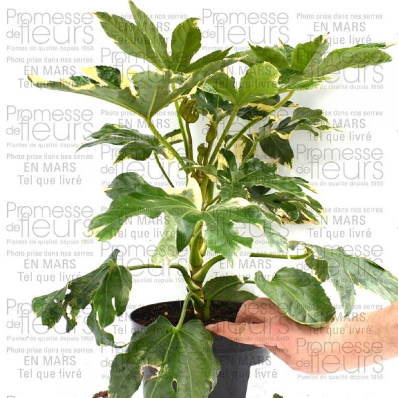 Beispiel eines Exemplars von Faux-aralia - Fatsia japonica Variegata Pot de 3L/4L wie geliefert