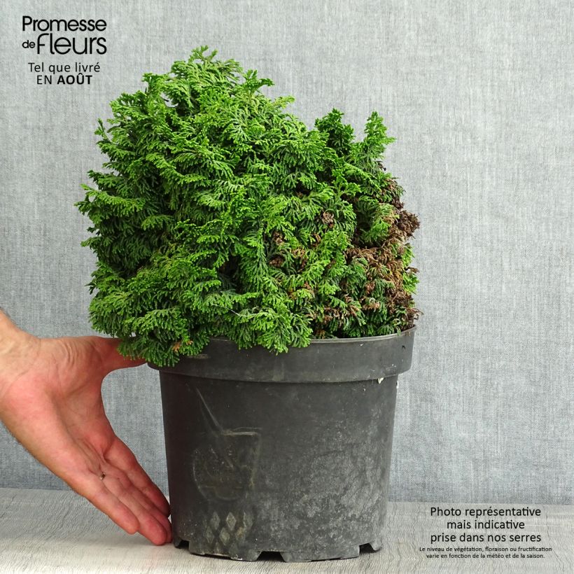 Exemplar von Chamaecyparis obtusa Kosteri Topf mit 4L/5L wie im Sommer geliefert