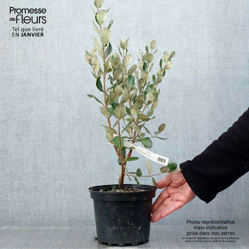 Exemplar von Feijoa ou Acca sellowiana Apollo - Goyavier du Brésil Pot de 2L/3L wie im Winter geliefert