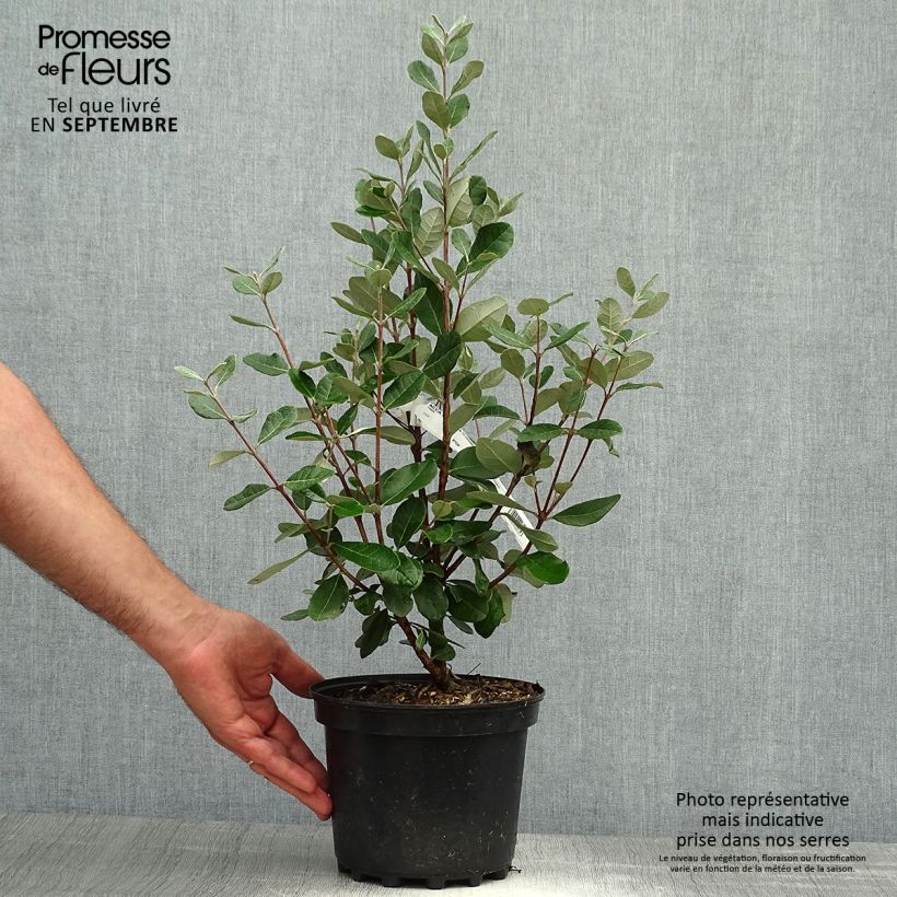 Exemplar von Brasilianische Guave Mammouth - Acca sellowiana Topf mit 3L/4L wie im Herbst geliefert