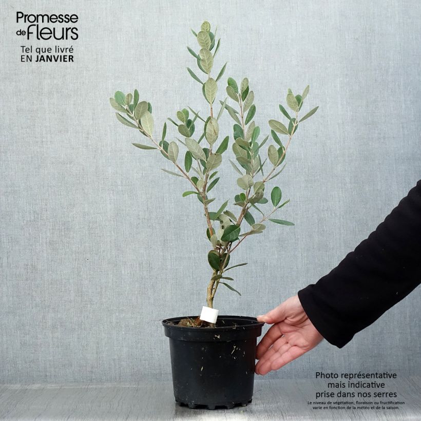 Exemplar von Feijoa ou Acca sellowiana Triumph - Goyavier du Brésil Pot de 3L/4L wie im Winter geliefert
