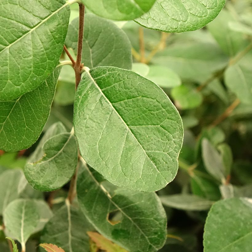 Brasilianische Guave Triumph - Feijoa sellowiana (Foliage)