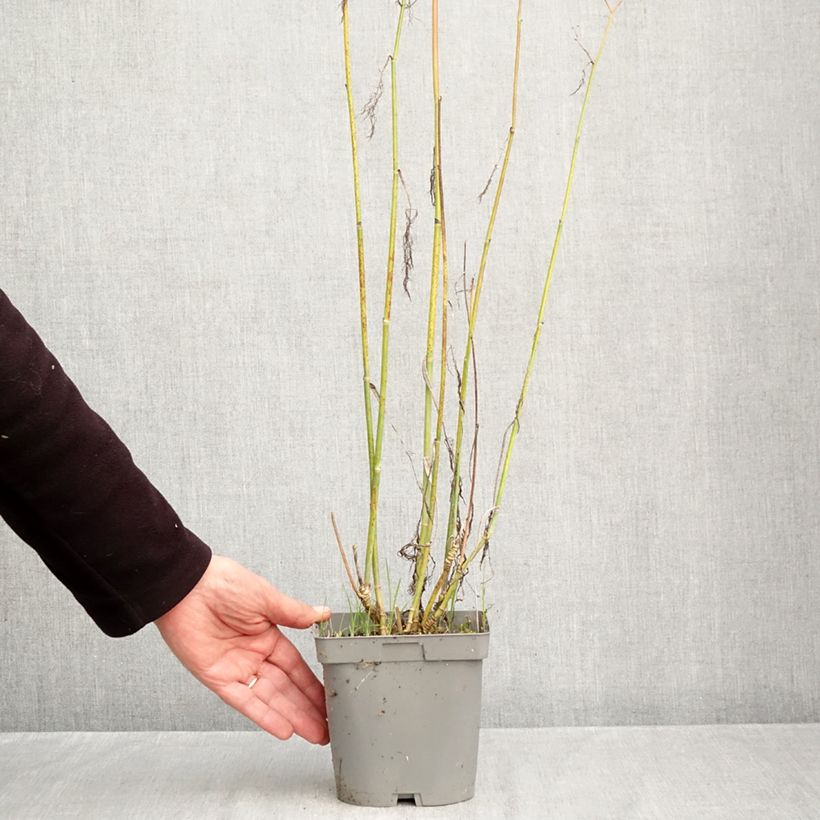 Exemplar von Fenchel Purpureum - Foeniculum vulgare Topf mit 2L/3L wie im Herbst geliefert