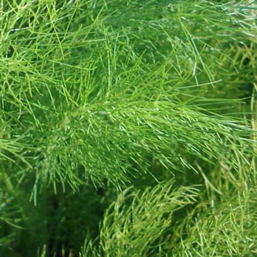 Fenchel - Foeniculum vulgare (Foliage)