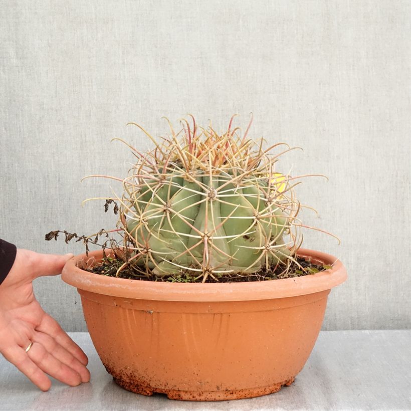 Exemplar von Ferocactus emoryi - Ferokaktus Becher 7,5L / 10L wie im Herbst geliefert