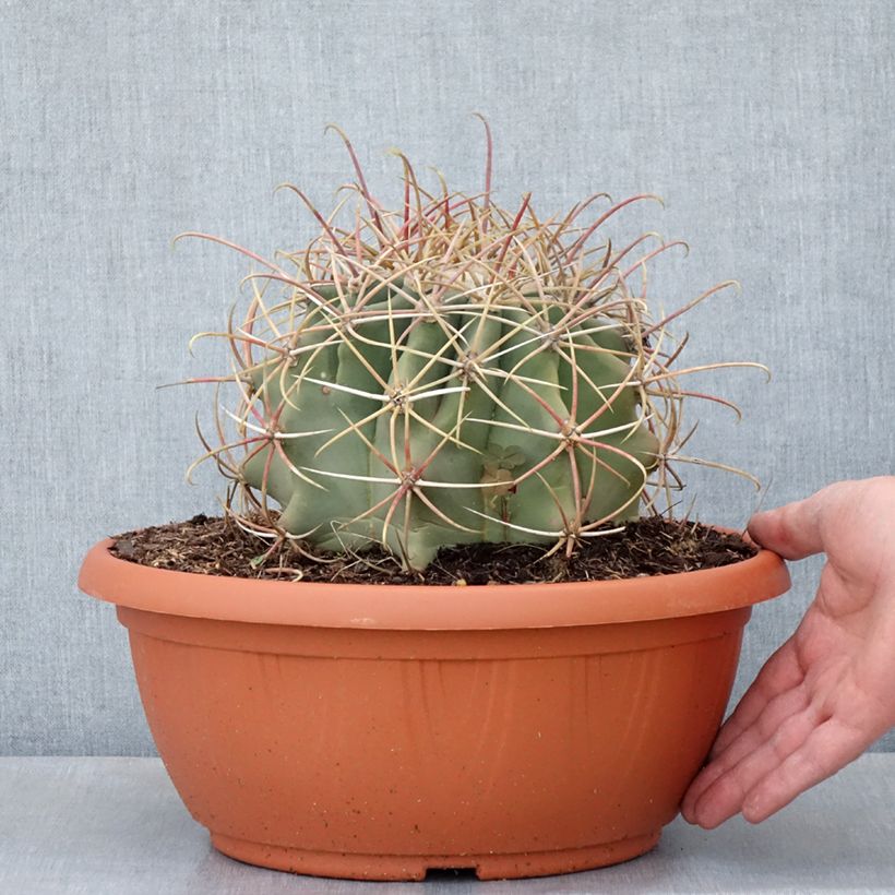 Exemplar von Ferocactus emoryi - Ferokaktus Becher 7,5L / 10L wie im Frühjahr geliefert