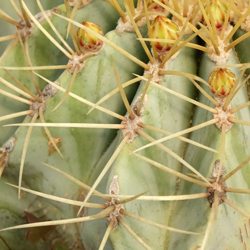 Ferocactus glaucescens - Ferokaktus (Laub)