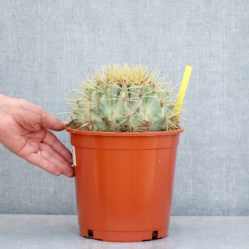 Exemplar von Ferocactus glaucescens - Ferokaktus Topf mit 4L/5L wie im Frühjahr geliefert