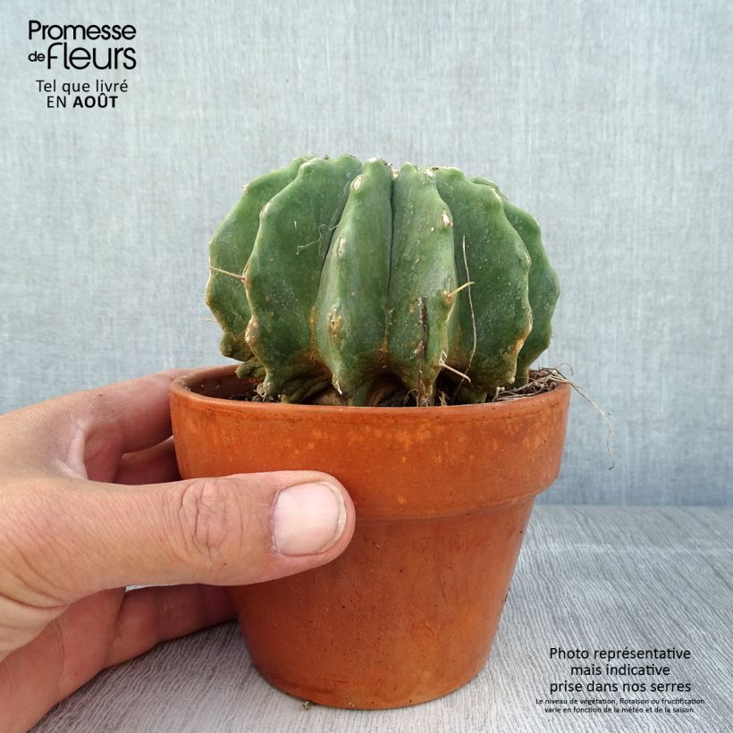 Exemplar von Ferocactus glaucescens Inermis - Ferokaktus Topf 12 cm / 13 cm wie im Sommer geliefert