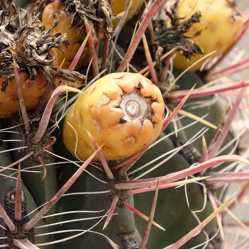 Ferocactus gracilis subsp. coloratus - Ferokaktus (Ernte)