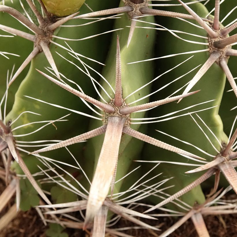 Ferocactus horridus - Ferokaktus (Laub)
