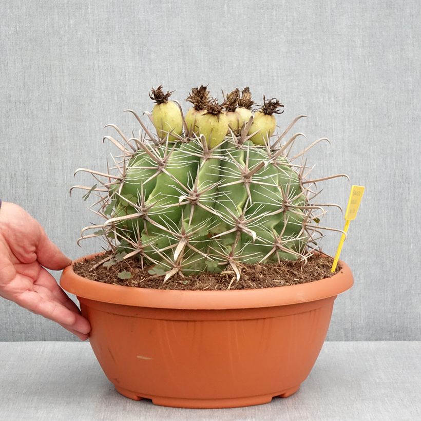 Exemplar von Ferocactus horridus - Ferokaktus Becher 7,5L / 10L wie im Frühjahr geliefert