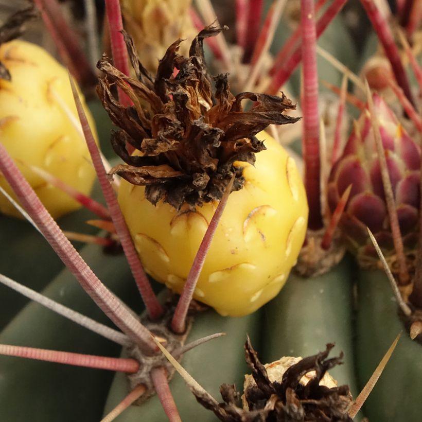 Ferocactus rectispinus - Ferokaktus (Ernte)