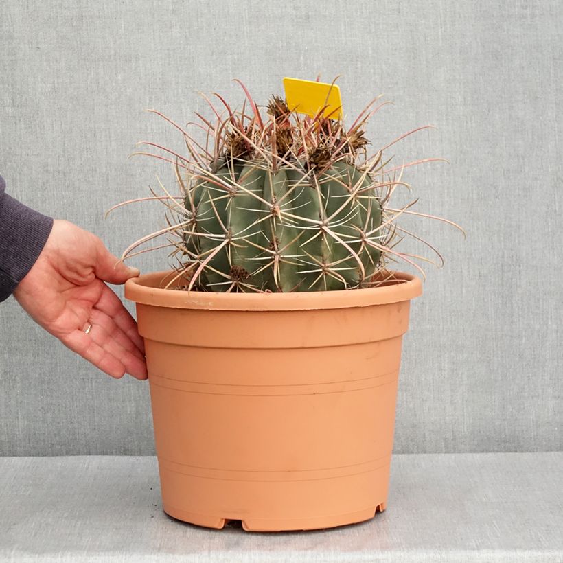 Exemplar von Ferocactus rectispinus - Ferokaktus Topf mit 7,5L/10L wie im Frühjahr geliefert