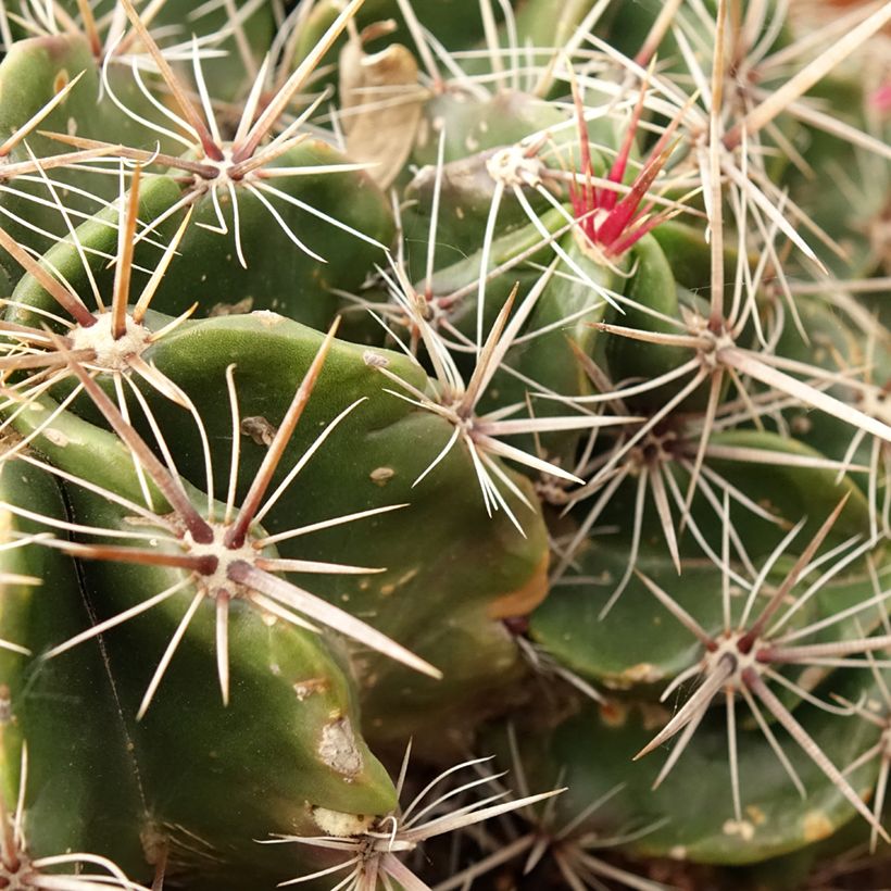 Ferocactus robustus - Ferokaktus (Laub)