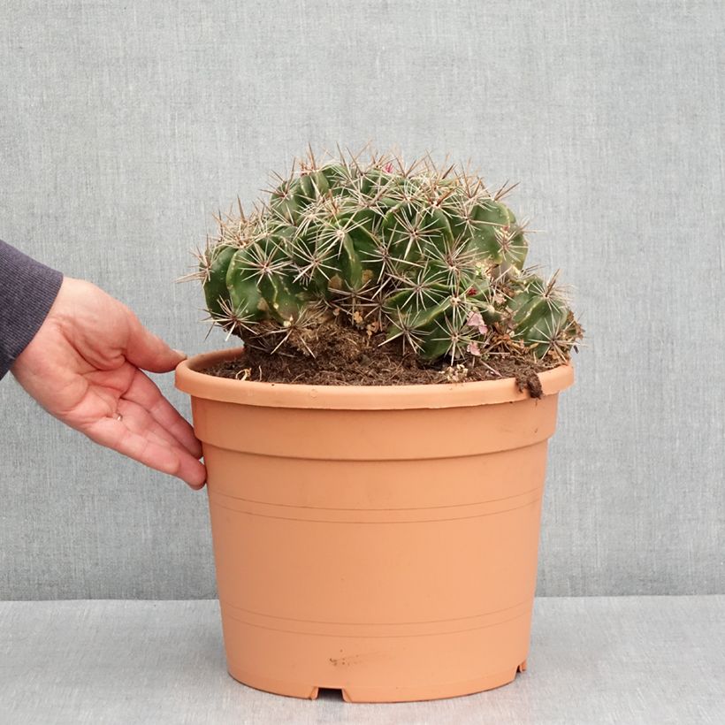 Exemplar von Ferocactus robustus - Ferokaktus Topf mit 7,5L/10L wie im Frühjahr geliefert