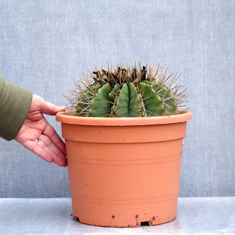 Example of Ferocactus schwarzii - Ferokaktus Topf mit 7,5L/10L as you get in hiver